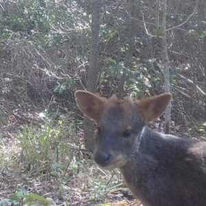 Pudú, RN Isla Mocha, Biobío