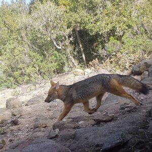 Zorro culpeo, PN Bosque Fray Jorge, Coquimbo