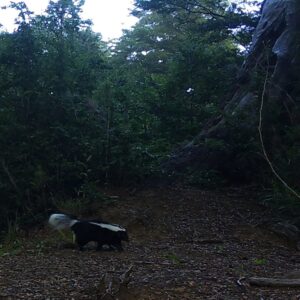 Chingue, RN Malalcahuello, La Araucanía