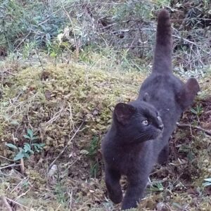 Güiña melánico, PN Chiloé, Los Lagos