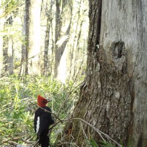 Carpintero magallánico macho, RN Mocho Choshuenco, Los Ríos