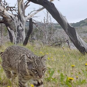 Gato de Geoffroy, PN Torres del Paine, Magallanes