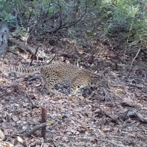 Güiña, RN Altos de Lircay, Maule