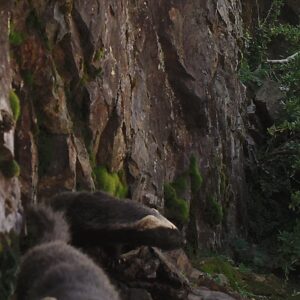 Quiques, PN Río Clarillo, Metropolitana