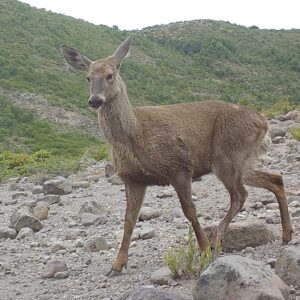 Huemul, RN Ñuble, Ñuble