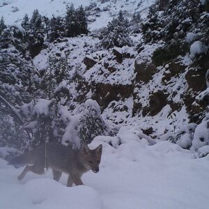 Zorro culpeo, RN Río de Los Cipreses, O'Higgins