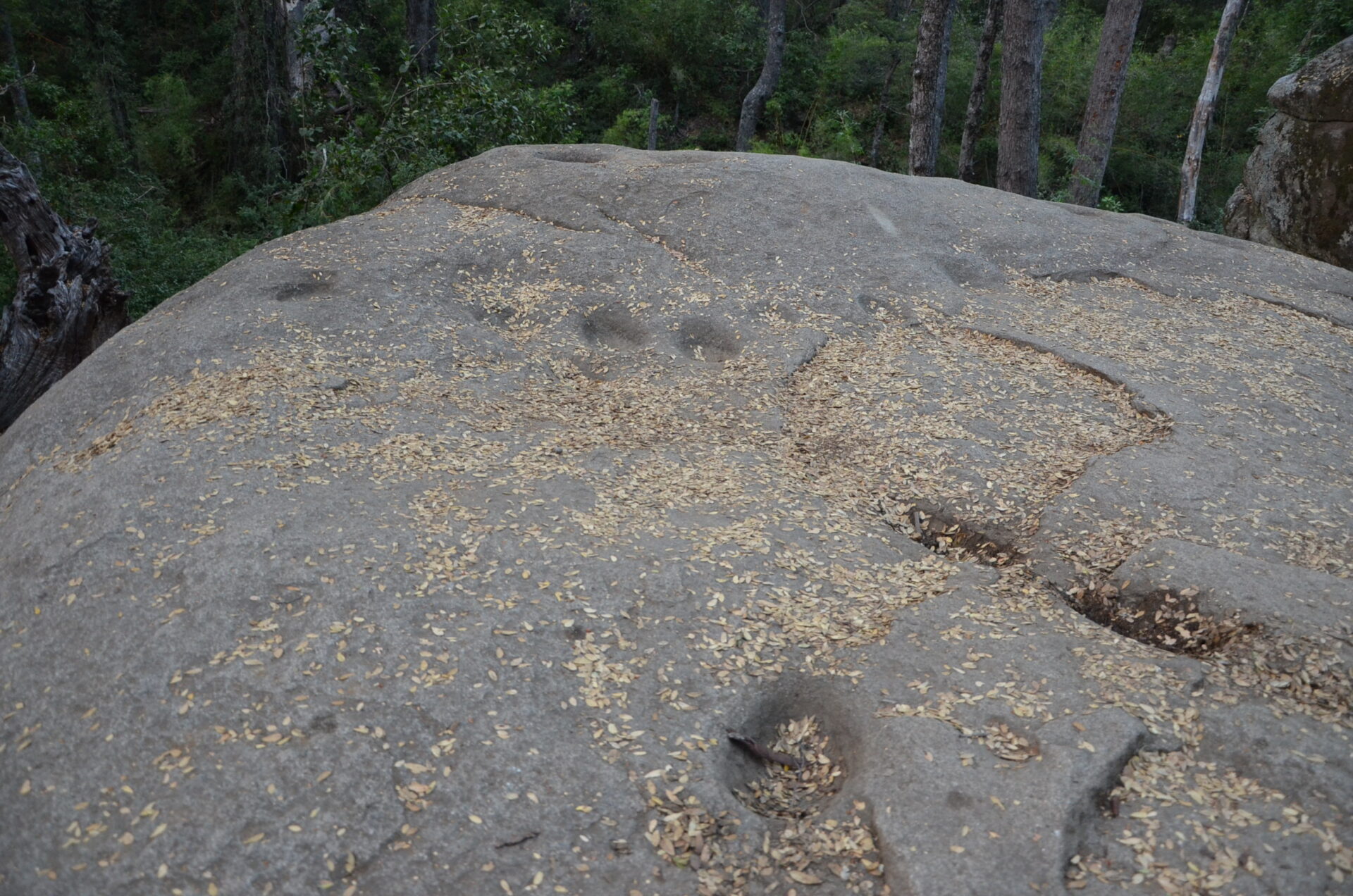 RN Altos de Lircay (Piedras tacitas) (3)