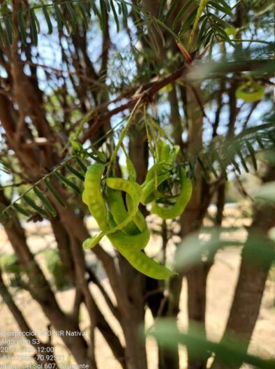 Algarrobo Algarrobo