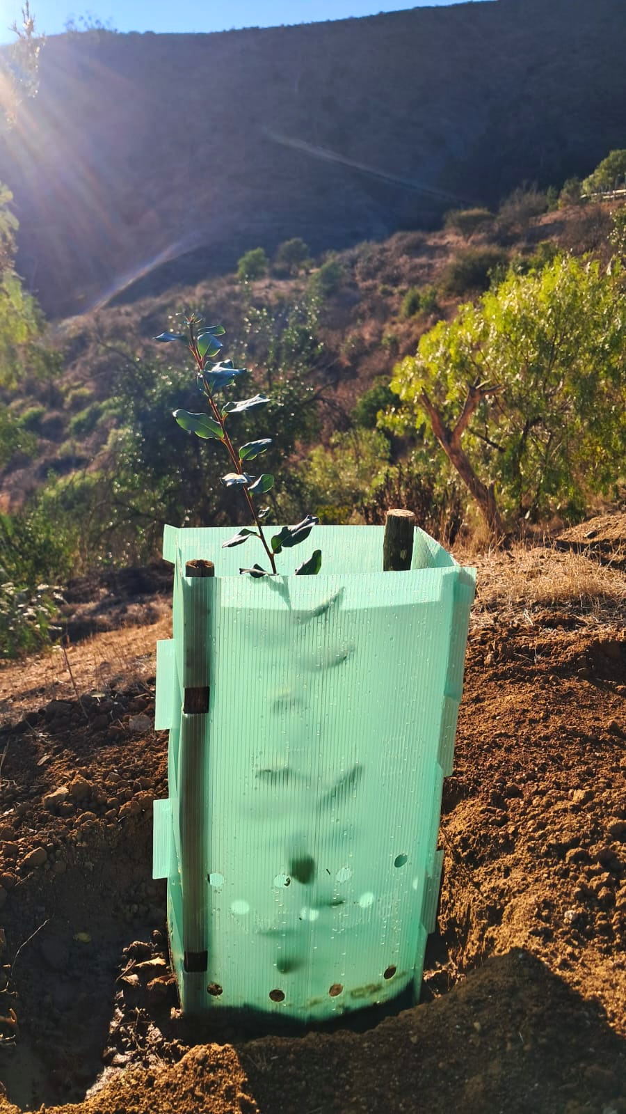 6 (14)