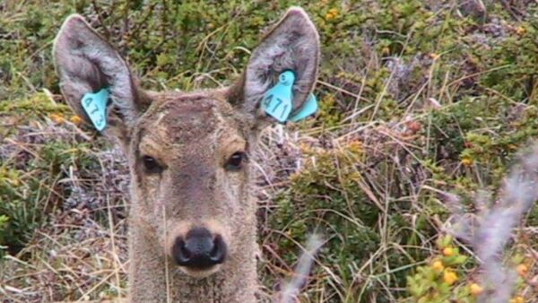05-08-2026 Huemul