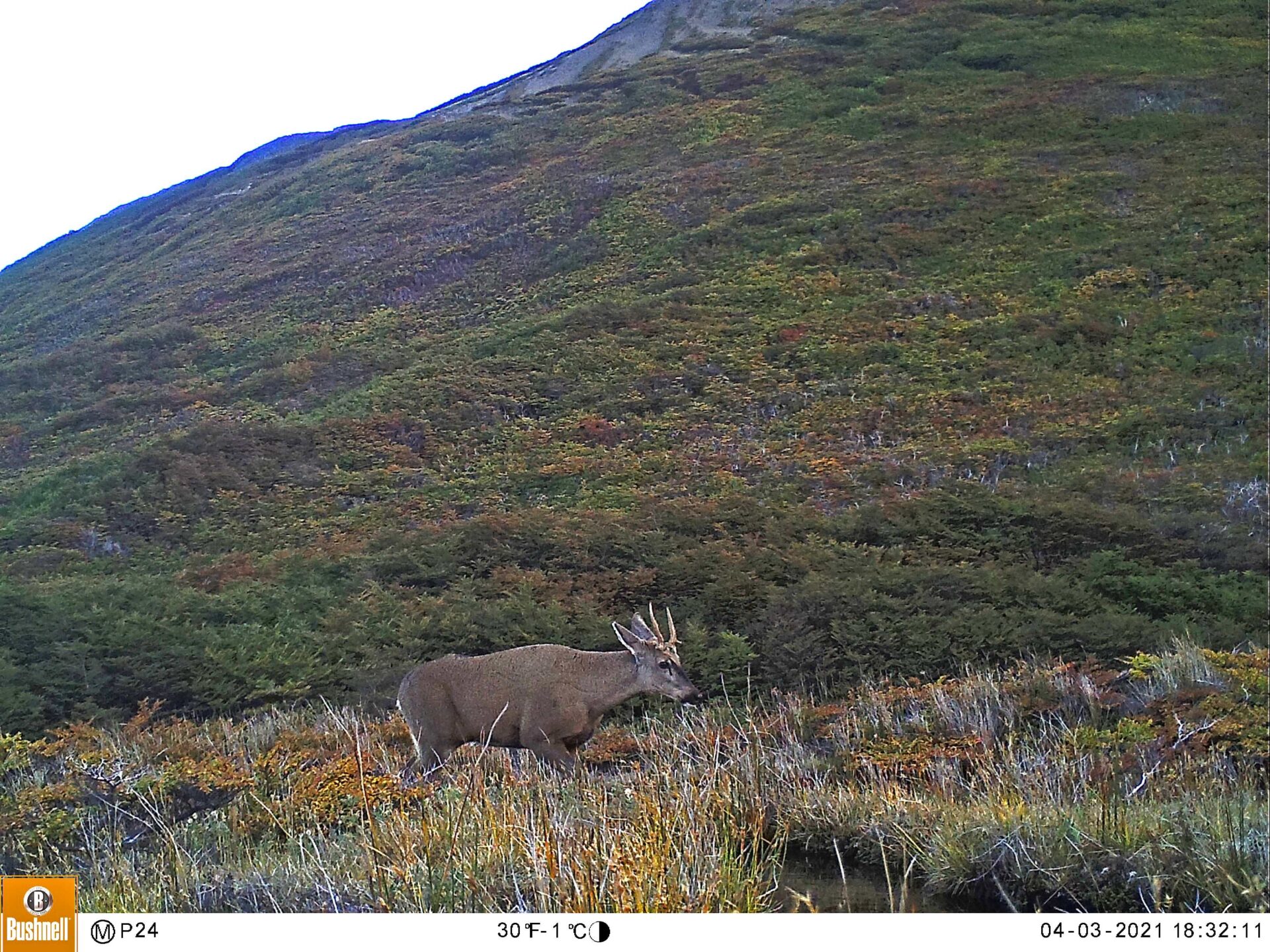 Huemul macho captado en RN Laguna Parrillar por cámaras trampa
