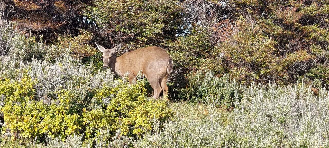 La última huemul encontrada y trasladada a la Reserva Nacional Laguna Parrillar en el momento de su liberación.