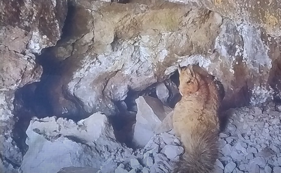 Fundación Panthera destacxó el hallazgo con cámaras trampa del roedor nativo de sudamérica Vizcacha(lagidium viscacia) en Sierra Baguales